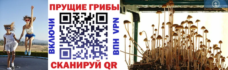 дарнет шоп  Тобольск  Галлюциногенные грибы прущие грибы 